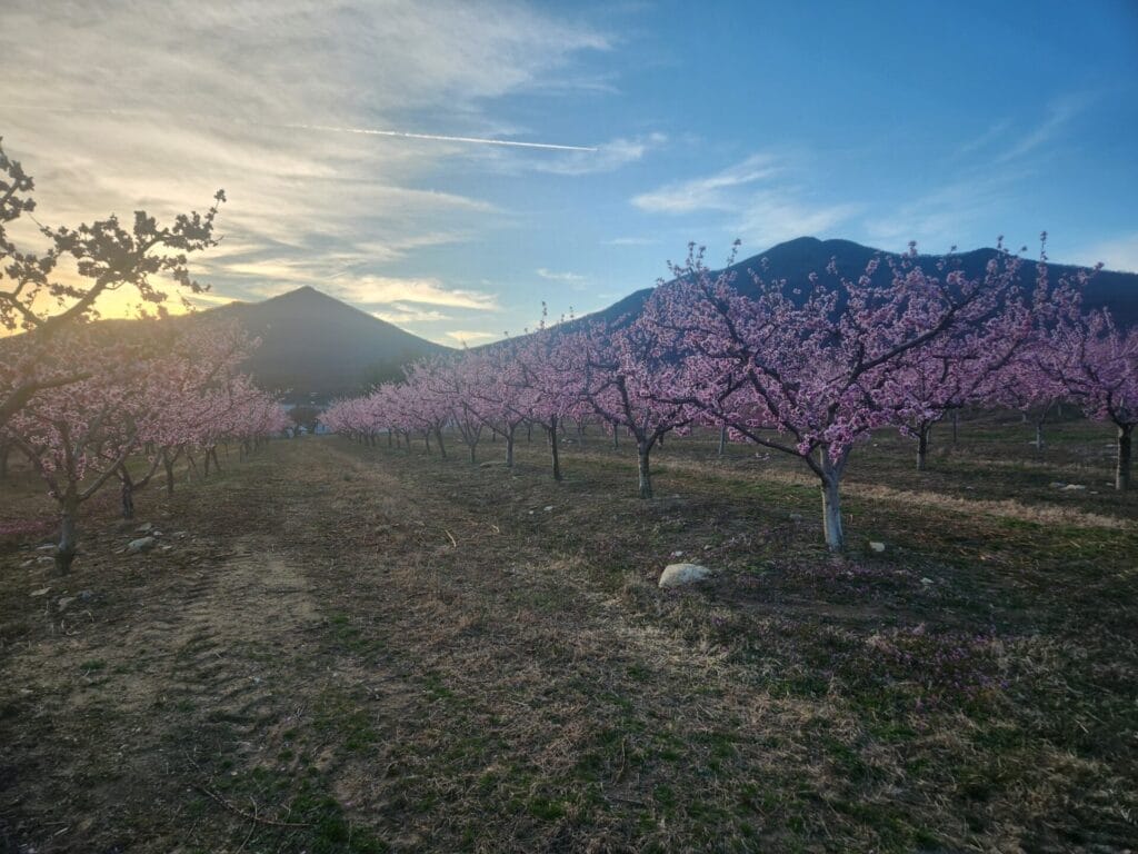 Gross Orchard - LYH – Lynchburg Tourism