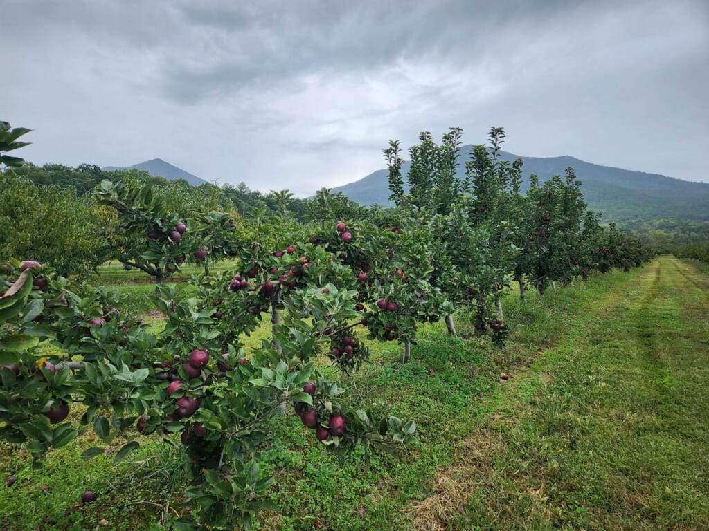 Gross Orchard - LYH – Lynchburg Tourism