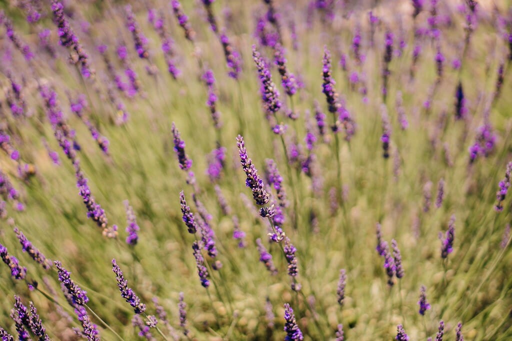 Evergreen Lavender Farm LYH Lynchburg Tourism