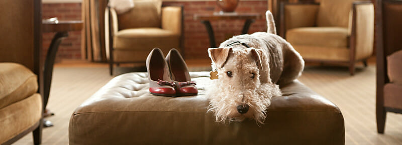 Pet-Friendly Hotels: Travel with your Pets