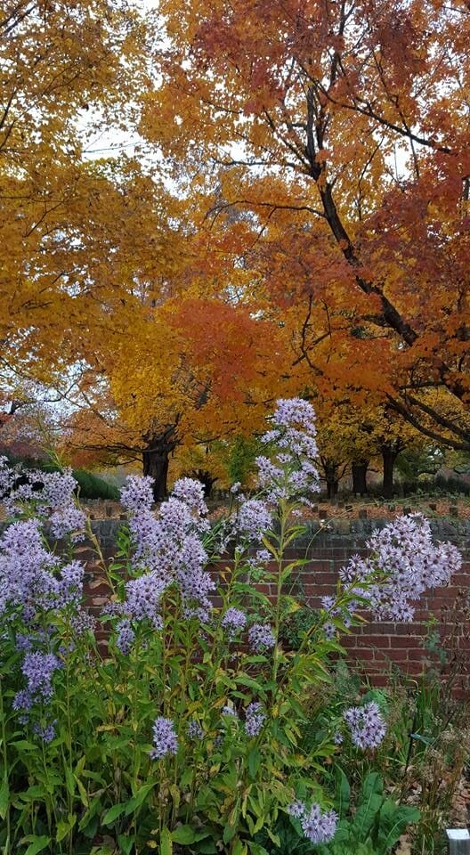 Old City Cemetery autumn