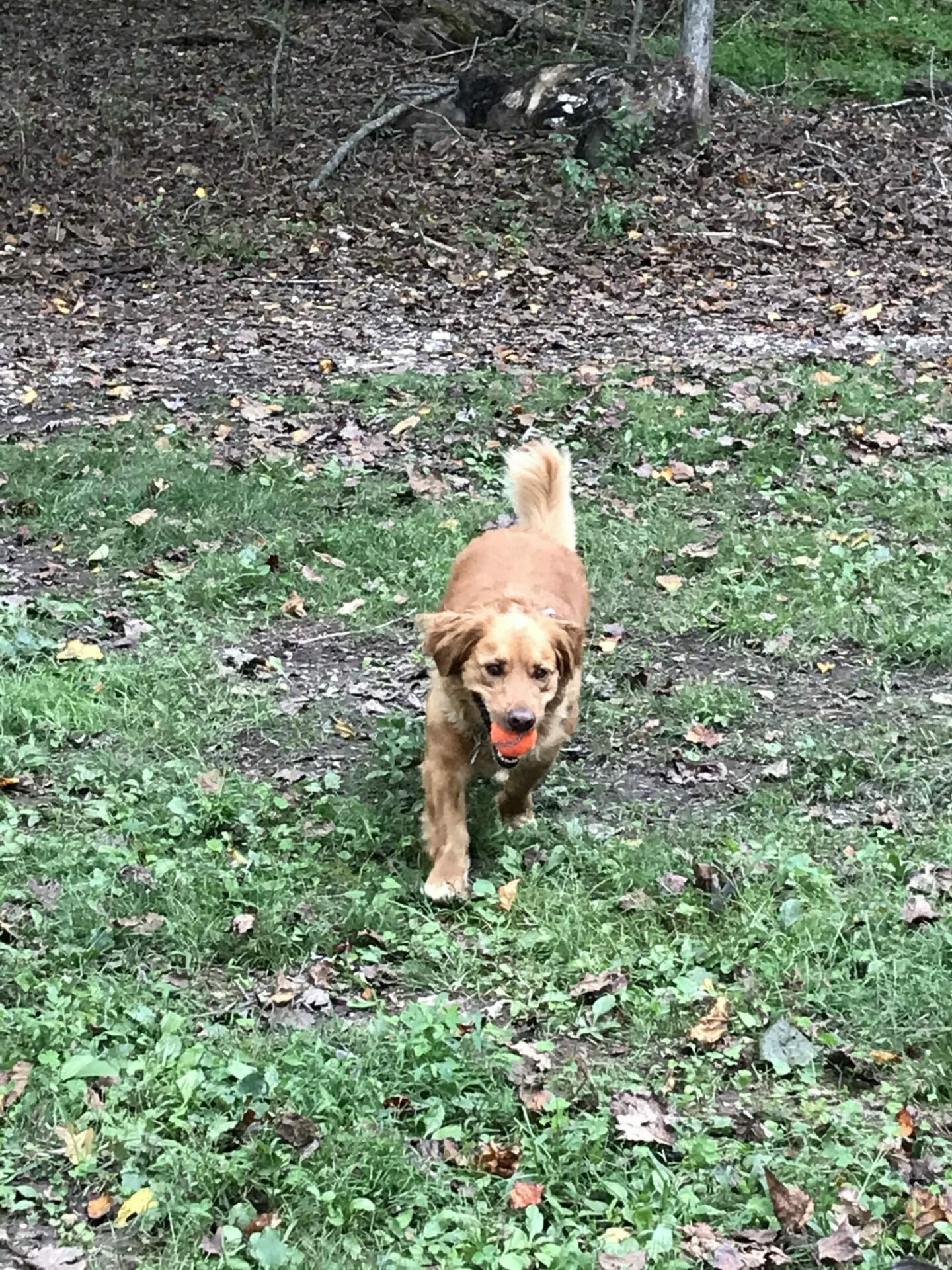 Lynchburg Dog Park LYH Lynchburg Tourism