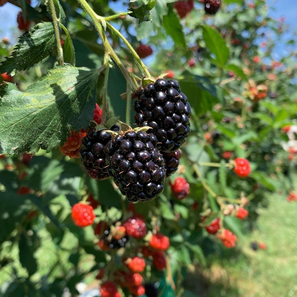Morris Orchard berries