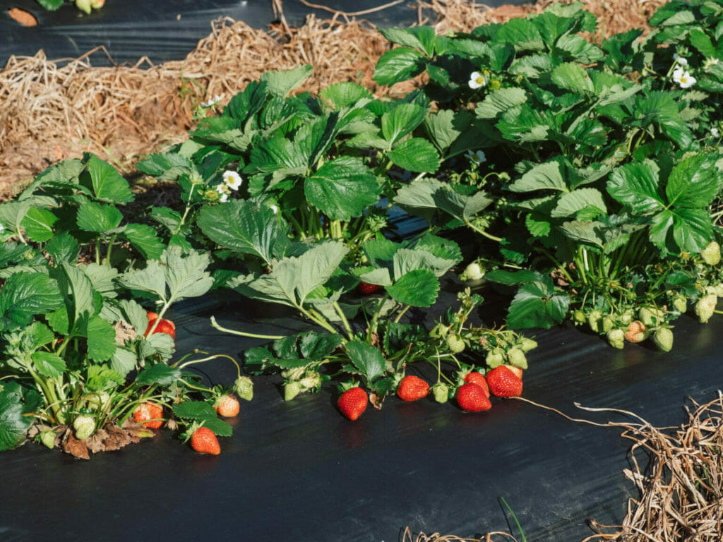 Yoder Farm Strawberries