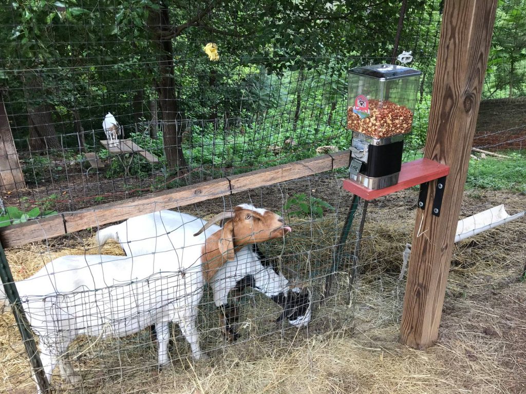 Goats at Lynchburg's Old City Cemetery