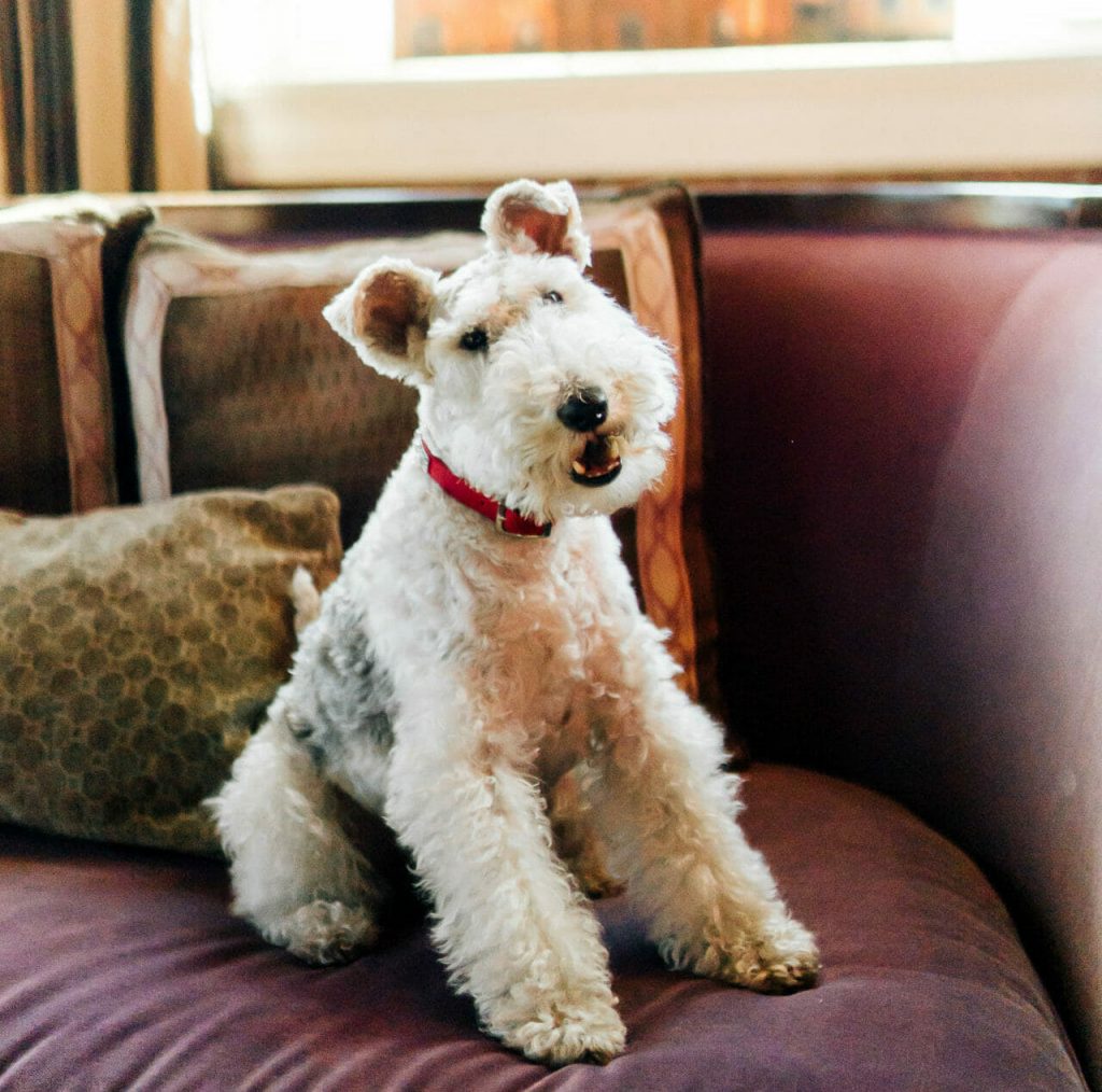 Meet Penny Loafer at the Craddock Terry Hotel in Lynchburg, VA