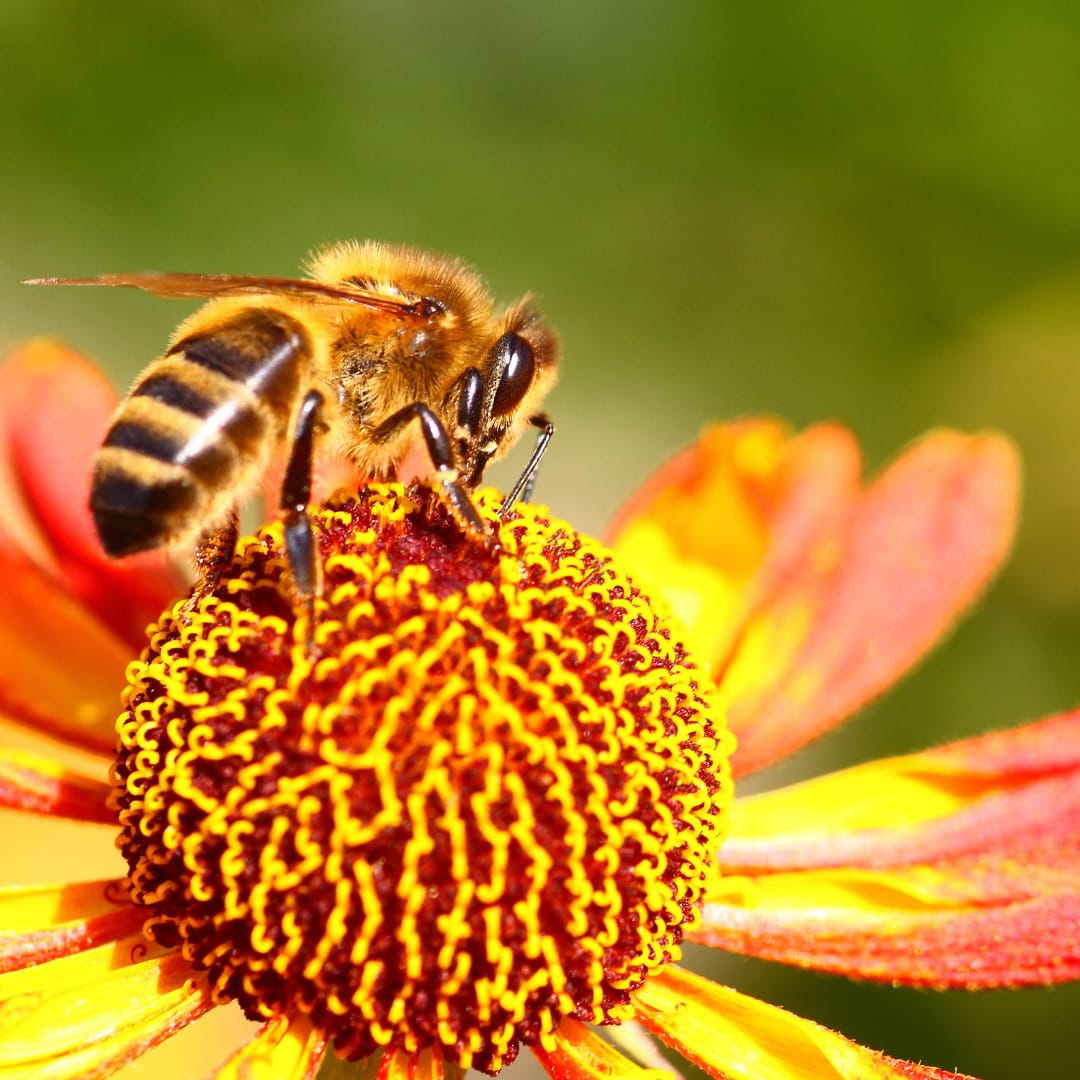 Pollinator Gardens LYH Lynchburg Tourism