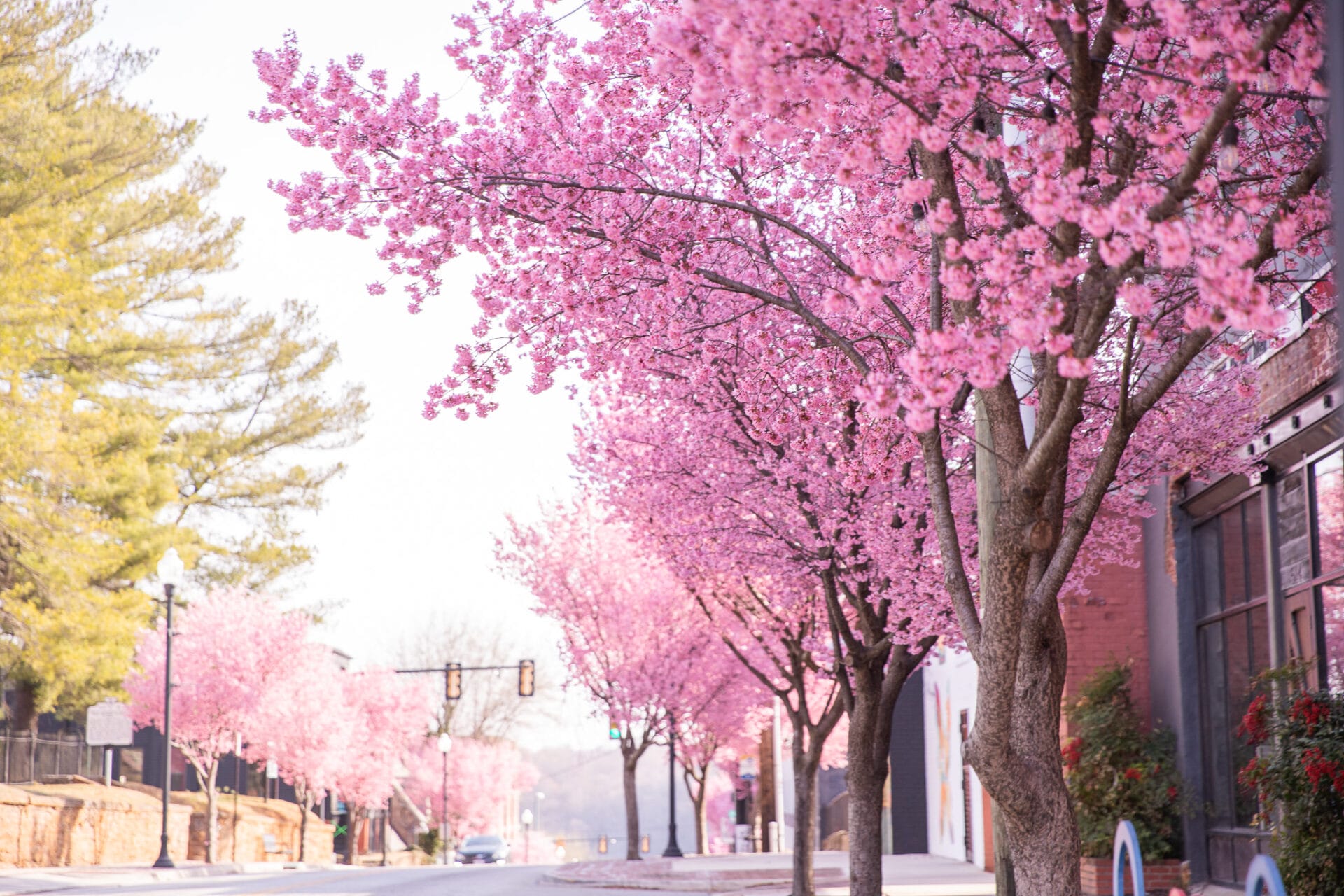 Where to find spring blooms in Lynchburg, Virginia - LYH – Lynchburg ...