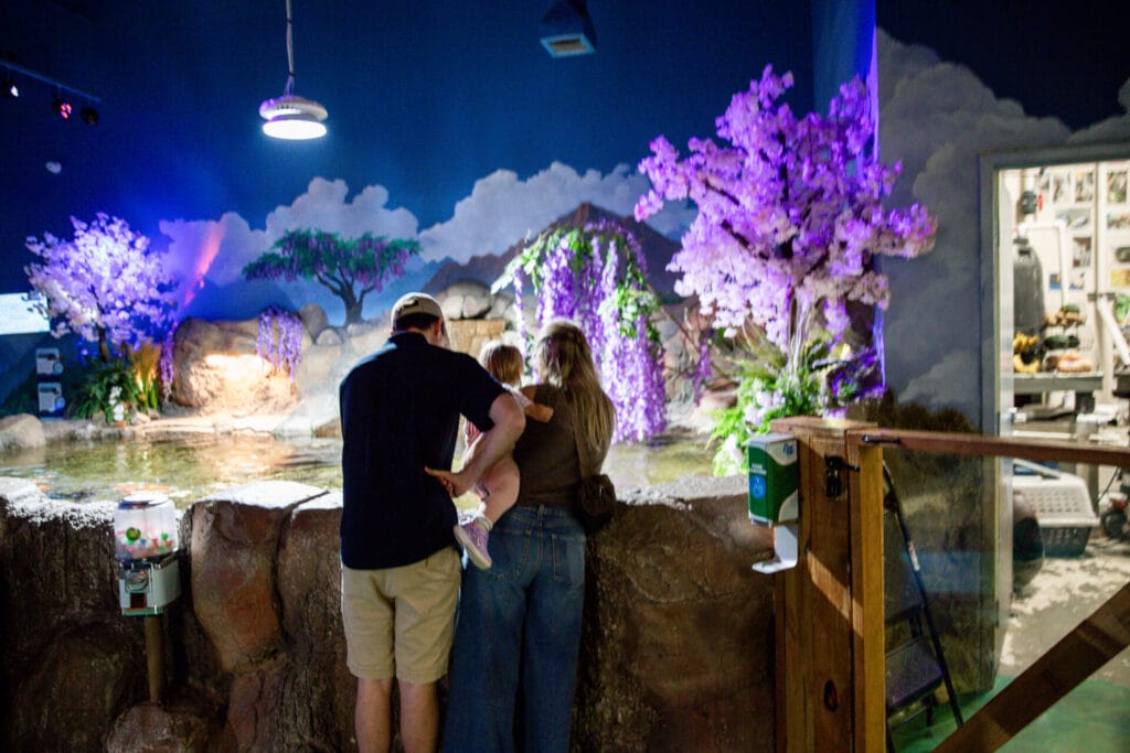 A family standing away from camera looking at fish surrounded by an aquarium with purple flowers hanging on the walls. Hill City AquaZoo